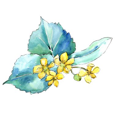 Suluboya linden yeşil yaprakları. Yaprak bitki botanik bahçe çiçek yaprakları. İzole illüstrasyon öğesi. Aquarelle yaprak için arka plan, doku, sarıcı desen, çerçeve veya kenarlık.