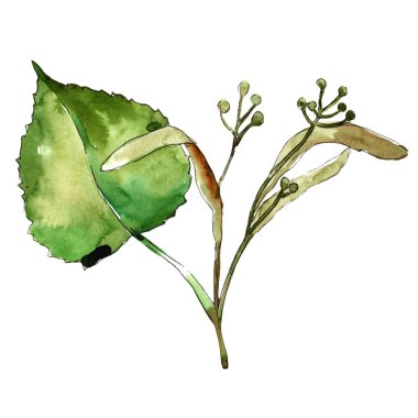 Suluboya linden yeşil yaprakları. Yaprak bitki botanik bahçe çiçek yaprakları. İzole illüstrasyon öğesi. Aquarelle yaprak için arka plan, doku, sarıcı desen, çerçeve veya kenarlık.