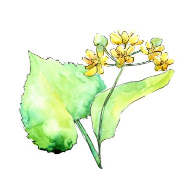 Suluboya linden yeşil yaprakları. Yaprak bitki botanik bahçe çiçek yaprakları. İzole illüstrasyon öğesi. Aquarelle yaprak için arka plan, doku, sarıcı desen, çerçeve veya kenarlık.