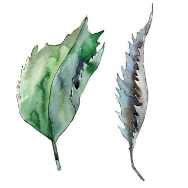 Tatlı kestane bırakır. Yaprak bitki botanik bahçe çiçek yaprakları. İzole illüstrasyon öğesi. Aquarelle yaprak için arka plan, doku, sarıcı desen, çerçeve veya kenarlık.