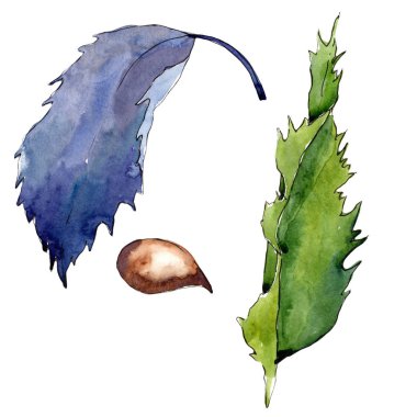 Tatlı kestane bırakır. Yaprak bitki botanik bahçe çiçek yaprakları. İzole illüstrasyon öğesi. Aquarelle yaprak için arka plan, doku, sarıcı desen, çerçeve veya kenarlık.