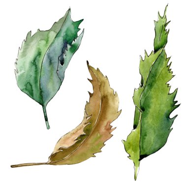 Tatlı kestane bırakır. Yaprak bitki botanik bahçe çiçek yaprakları. İzole illüstrasyon öğesi. Aquarelle yaprak için arka plan, doku, sarıcı desen, çerçeve veya kenarlık.