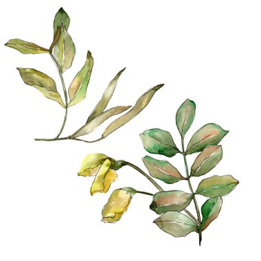 Sonbahar yeşil akasya bırakır. Yaprak bitki botanik bahçe çiçek yaprakları. İzole illüstrasyon öğesi. Aquarelle yaprak için arka plan, doku, sarıcı desen, çerçeve veya kenarlık.