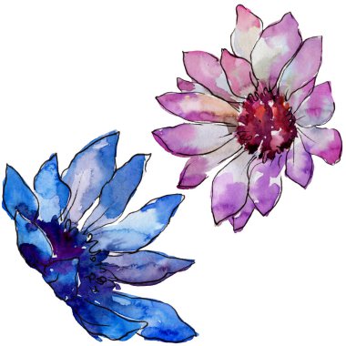 Sulu boya renkli güller çiçek. Botanik çiçek. İzole illüstrasyon öğesi. Arka plan, doku, sarıcı desen, çerçeve veya kenarlık için Aquarelle kır çiçeği.