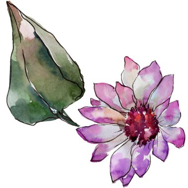 Sulu boya renkli güller çiçek. Botanik çiçek. İzole illüstrasyon öğesi. Arka plan, doku, sarıcı desen, çerçeve veya kenarlık için Aquarelle kır çiçeği.