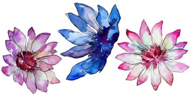 Sulu boya renkli güller çiçek. Botanik çiçek. İzole illüstrasyon öğesi. Arka plan, doku, sarıcı desen, çerçeve veya kenarlık için Aquarelle kır çiçeği.