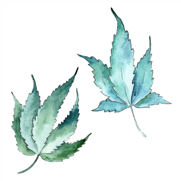 Watercolor Green Cannabis Leaves Leaf Plant Botanical Garden Floral Foliage — Stock Photo, Image