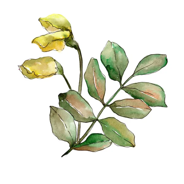 Sonbahar yeşil akasya bırakır. Yaprak bitki botanik bahçe çiçek yaprakları. İzole illüstrasyon öğesi. Aquarelle yaprak için arka plan, doku, sarıcı desen, çerçeve veya kenarlık.