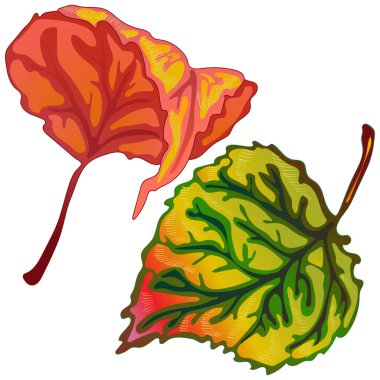 Vektör kavak sonbahar yaprakları. Yaprak bitki botanik bahçe çiçek yaprakları. İzole illüstrasyon öğesi. Arka plan, doku, sarıcı desen, çerçeve veya sınır vektör yaprak.