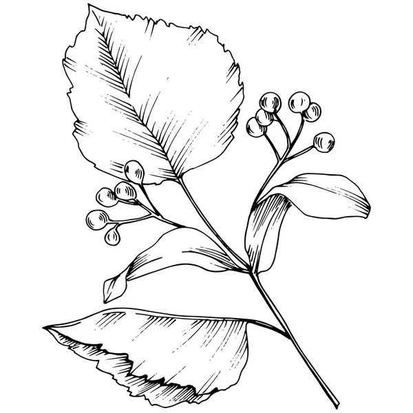 Vector Höstlöv Leaf Växt Botaniska Trädgård Blommig Bladverk Isolerade Illustration — Stock vektor