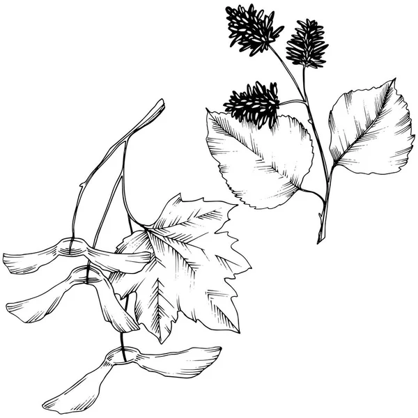 Vector Höstlöv Leaf Växt Botaniska Trädgård Blommig Bladverk Isolerade Illustration — Stock vektor