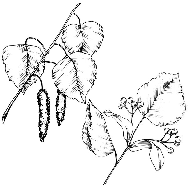 矢量秋叶 叶植物植物园花叶 独立的插图元素 包装图案 框架或边框的矢量叶 — 图库矢量图片