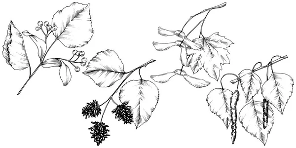 Hojas Otoño Vectoriales Planta Hojas Jardín Botánico Follaje Floral Elemento — Archivo Imágenes Vectoriales