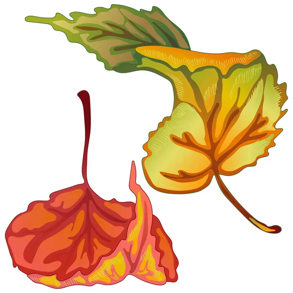 Διάνυσμα Φθινόπωρο Φύλλα Της Λεύκας Φύλλο Φυτού Βοτανικός Κήπος Floral — Διανυσματικό Αρχείο