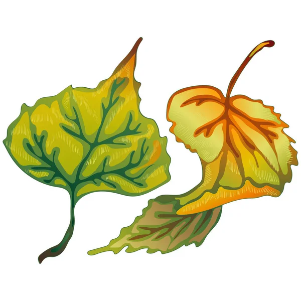 Vecteur Feuilles Automne Peuplier Feuillage Floral Jardin Botanique Plante Feuille — Image vectorielle