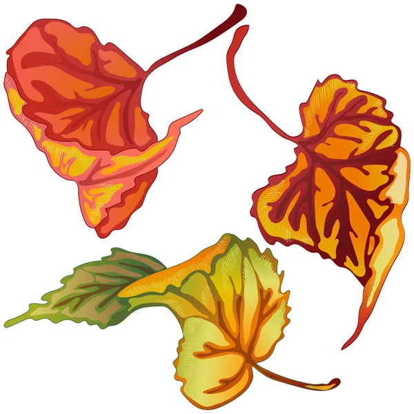 Vektor Podzimní Listí Topol Listy Rostlin Botanická Zahrada Květinové Listy — Stockový vektor