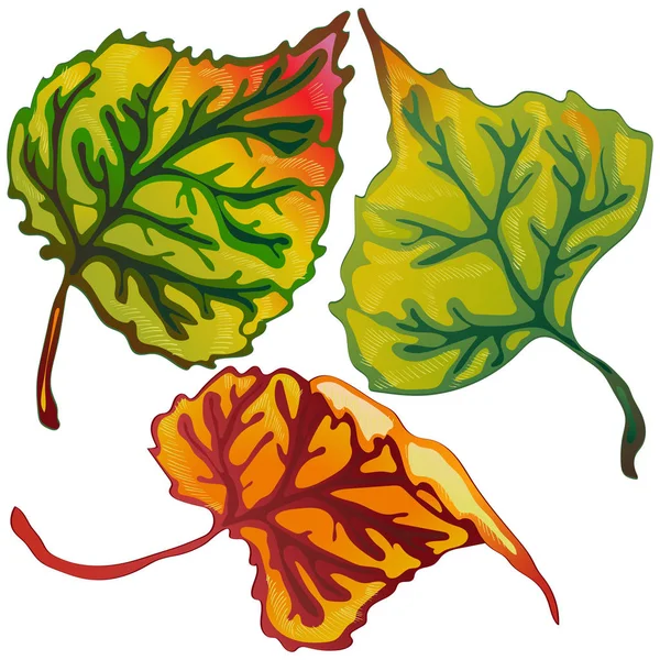 Διάνυσμα Φθινόπωρο Φύλλα Της Λεύκας Φύλλο Φυτού Βοτανικός Κήπος Floral — Διανυσματικό Αρχείο