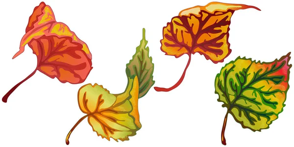 Vector Autumn Leaves Poplar Leaf Plant Botanical Garden Floral Foliage — Stock Vector