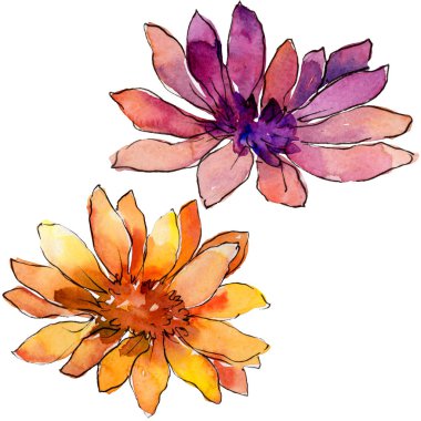 Sulu boya renkli güller çiçek. Botanik çiçek. İzole illüstrasyon öğesi. Arka plan, doku, sarıcı desen, çerçeve veya kenarlık için Aquarelle kır çiçeği.