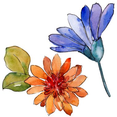 Sulu boya renkli güller çiçek. Botanik çiçek. İzole illüstrasyon öğesi. Arka plan, doku, sarıcı desen, çerçeve veya kenarlık için Aquarelle kır çiçeği.