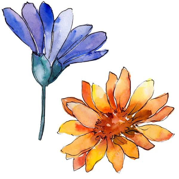 Sulu Boya Renkli Güller Çiçek Botanik Çiçek Zole Illüstrasyon Öğesi — Stok fotoğraf