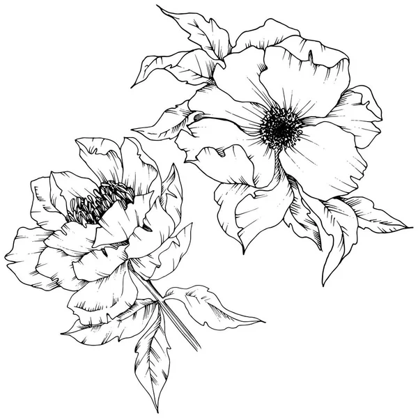 Pivoine Fleurs Sauvages Dans Style Vectoriel Isolé Nom Complet Plante — Image vectorielle