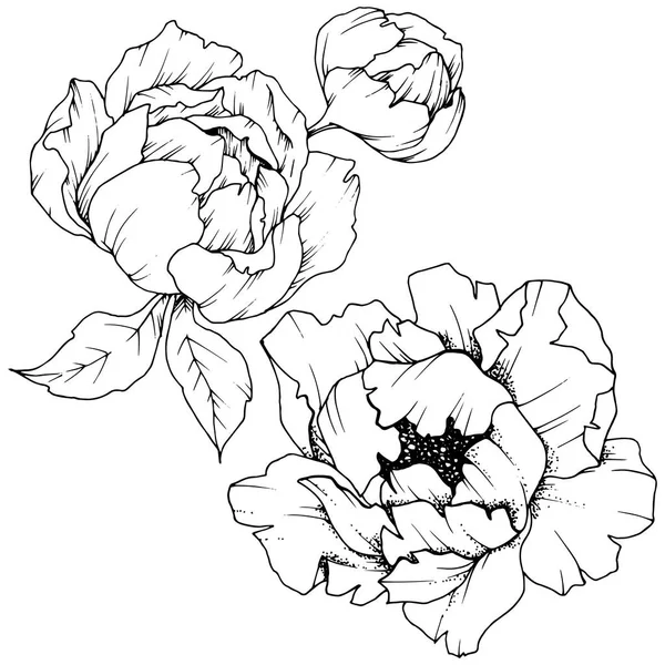 Peonía Flor Silvestre Estilo Vectorial Aislado Nombre Completo Planta Peony — Vector de stock