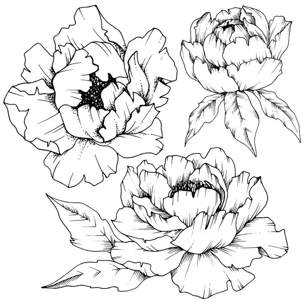 Peonía Flor Silvestre Estilo Vectorial Aislado Nombre Completo Planta Peony — Vector de stock