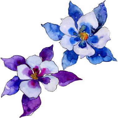Suluboya mavi aquilegia çiçek. Botanik çiçek. İzole illüstrasyon öğesi. Arka plan, doku, sarıcı desen, çerçeve veya kenarlık için Aquarelle kır çiçeği.