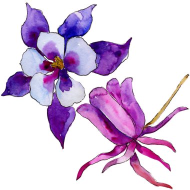 Suluboya mavi aquilegia çiçek. Botanik çiçek. İzole illüstrasyon öğesi. Arka plan, doku, sarıcı desen, çerçeve veya kenarlık için Aquarelle kır çiçeği.