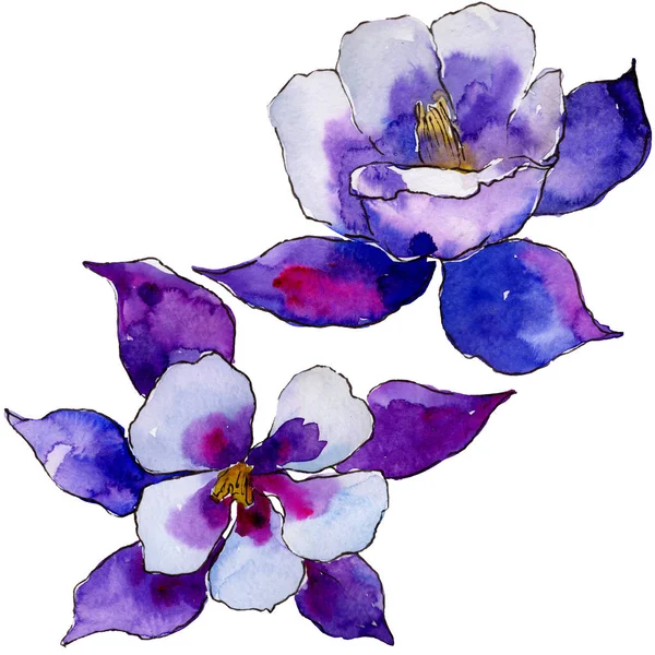 Suluboya Mavi Aquilegia Çiçek Botanik Çiçek Zole Illüstrasyon Öğesi Arka — Stok fotoğraf