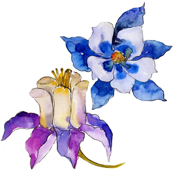Acquerello Blu Aquilegia Fiore Fiore Botanico Floreale Elemento Illustrazione Isolato — Foto Stock
