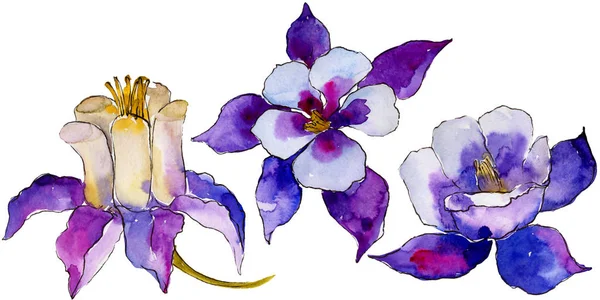 Akvarell Kék Aquilegia Virág Virágos Botanikai Virág Elszigetelt Ábra Elemet — Stock Fotó