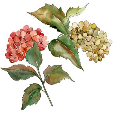 Suluboya kırmızı ve sarı gortenzia çiçek. Botanik çiçek. İzole illüstrasyon öğesi. Arka plan, doku, sarıcı desen, çerçeve veya kenarlık için Aquarelle kır çiçeği.