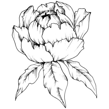 Kır çiçeği şakayık izole bir vektör tarzı. Bitki tam adı: şakayık. Arka plan, doku, sarıcı desen, çerçeve veya kenarlık için vektör çiçek.