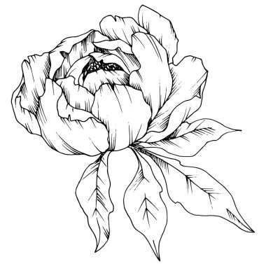 Kır çiçeği şakayık izole bir vektör tarzı. Bitki tam adı: şakayık. Arka plan, doku, sarıcı desen, çerçeve veya kenarlık için vektör çiçek.