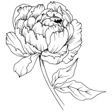 Kır çiçeği şakayık izole bir vektör tarzı. Bitki tam adı: şakayık. Arka plan, doku, sarıcı desen, çerçeve veya kenarlık için vektör çiçek.