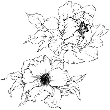 Kır çiçeği şakayık izole bir vektör tarzı. Bitki tam adı: şakayık. Arka plan, doku, sarıcı desen, çerçeve veya kenarlık için vektör çiçek.