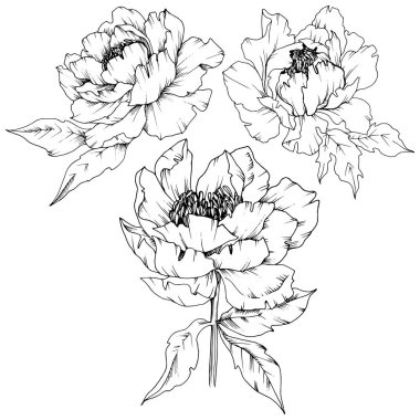 Kır çiçeği şakayık izole bir vektör tarzı. Bitki tam adı: şakayık. Arka plan, doku, sarıcı desen, çerçeve veya kenarlık için vektör çiçek.