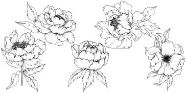 Kır çiçeği şakayık izole bir vektör tarzı. Bitki tam adı: şakayık. Arka plan, doku, sarıcı desen, çerçeve veya kenarlık için vektör çiçek.