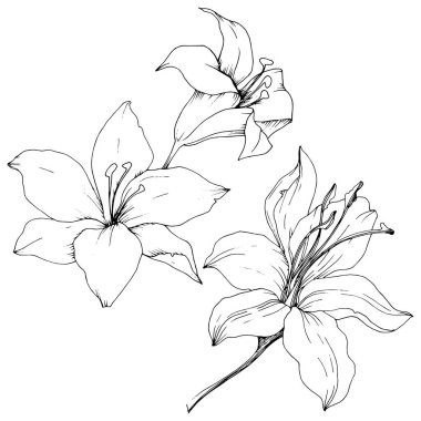 Kır çiçeği lilyum izole bir vektör tarzı. Bitki tam adı: zambak. Arka plan, doku, sarıcı desen, çerçeve veya kenarlık için vektör çiçek.