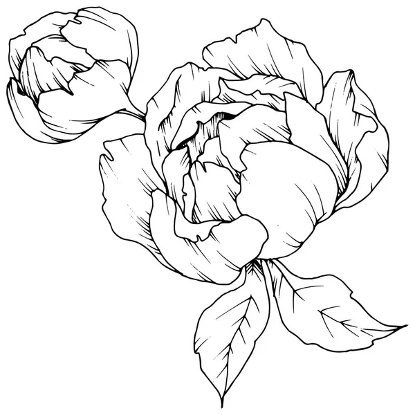 Peonía Flor Silvestre Estilo Vectorial Aislado Nombre Completo Planta Peony — Vector de stock