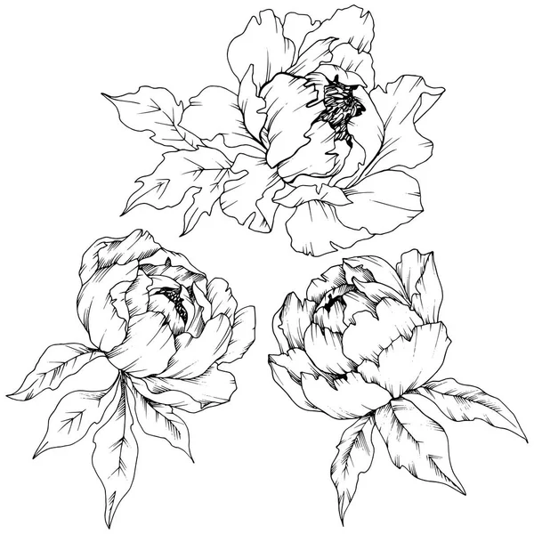 Peonía Flor Silvestre Estilo Vectorial Aislado Nombre Completo Planta Peony — Vector de stock