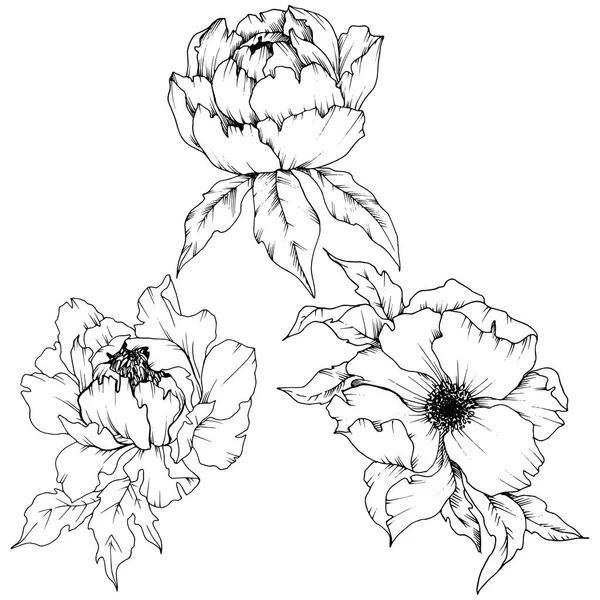 Peonía Flor Silvestre Estilo Vectorial Aislado Nombre Completo Planta Peony — Vector de stock