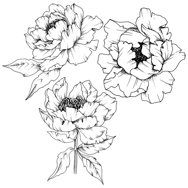 esthétique floral Cadre illustration isolé dans blanche