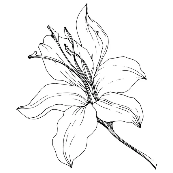 Lys de fleurs sauvages dans un style vectoriel isolé . — Image vectorielle