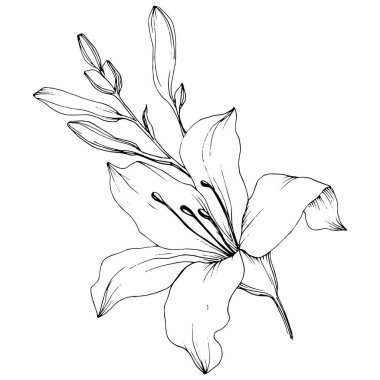 Wildflower lilies in a vector style isolated. Full name of the plant: lilies. Vector flower for background, texture, wrapper pattern, frame or border. clipart