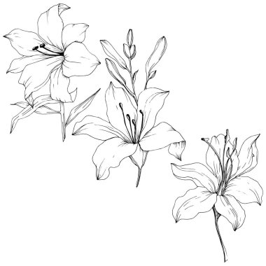 Kır çiçeği lilyum izole bir vektör tarzı. Bitki tam adı: zambak. Arka plan, doku, sarıcı desen, çerçeve veya kenarlık için vektör çiçek.