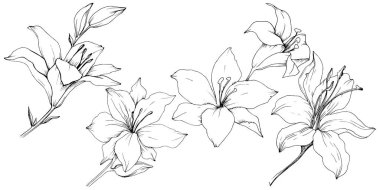 Kır çiçeği lilyum izole bir vektör tarzı. Bitki tam adı: zambak. Arka plan, doku, sarıcı desen, çerçeve veya kenarlık için vektör çiçek.