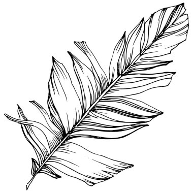 Vektör kuş tüyü izole Wing. İzole illüstrasyon öğesi. Arka plan, doku, sarıcı desen, çerçeve veya sınır vektör tüy.